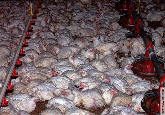 Bild: Plant die Schweiz die heimliche Wiedereinführung des Tierschutzstandards der Käfighaltung?