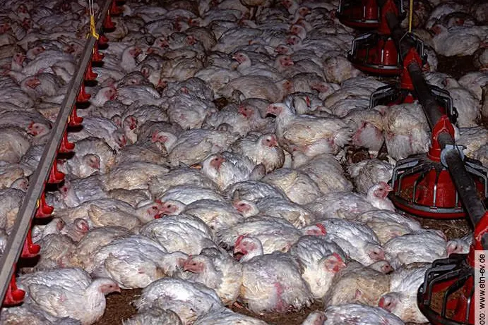 Bild: Plant die Schweiz die heimliche Wiedereinführung des Tierschutzstandards der Käfighaltung?