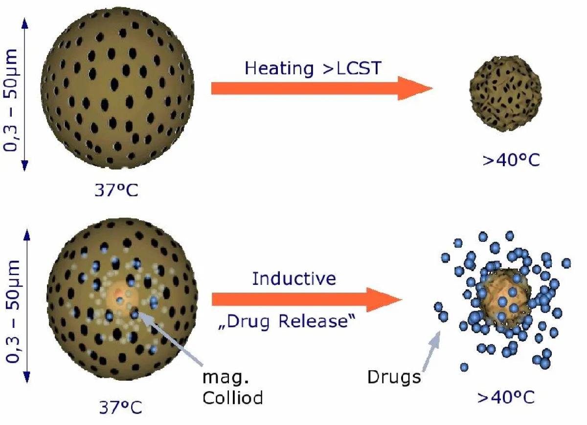Drug Release mittels magnetischer Nanopartikel
