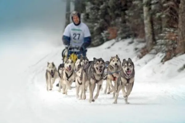 40 Jahre Schlittenhunderennen in Todtmoos. Todtmoos feiert Jubiläums-Festival vom 8.-11. Oktober 2015. Bild: 40 Jahre Schlittenhunderennen in Todtmoos. Todtmoos feiert Jubiläums-Festival vom 8.-11. Oktober 2015.