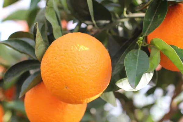 Orangenöl bringt Sonnenschein und Freude rein Bild: Orangenöl bringt Sonnenschein und Freude rein