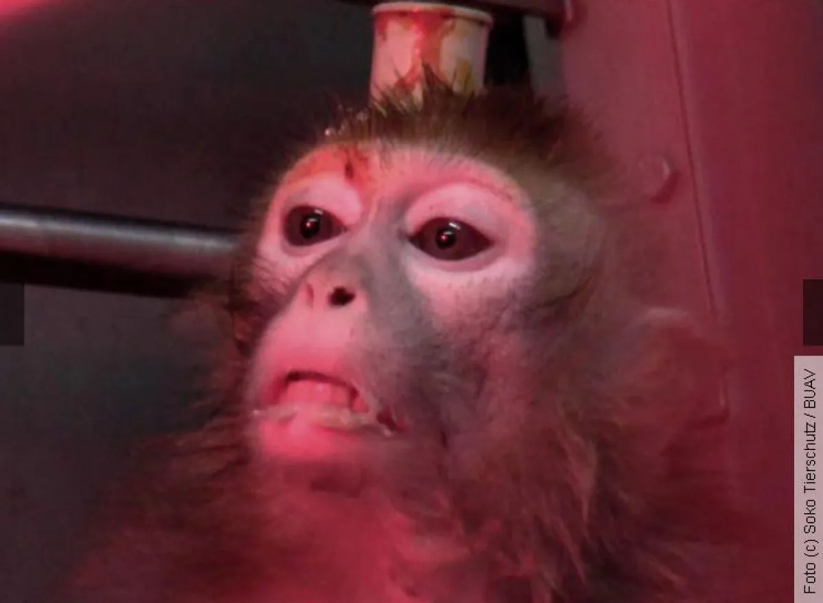 Grausame Versuche am Max-Planck-Institut Tübingen