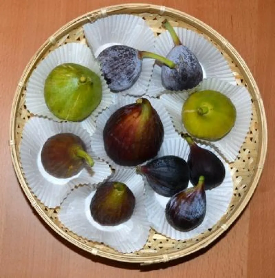 Kaum bekannt ist hierzulande die Vielfalt der Feige in Farbe, Form und Geschmack