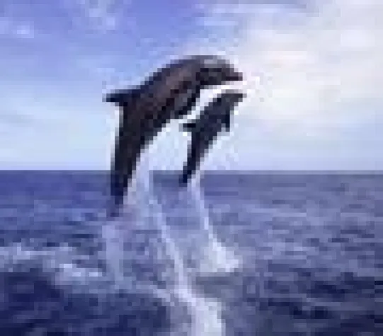 Bild: Therapie-Erfolge mit der elektro-Magnet-Resonanz-Stimulation