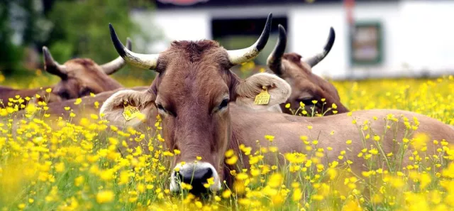 Bulle, Stier oder Homml - Tierischer Dialekt und Mundart der Bayern Bild: Bulle, Stier oder Homml - Tierischer Dialekt und Mundart der Bayern
