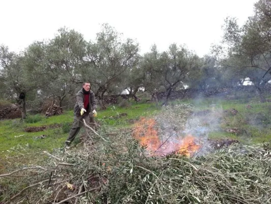 Die OLIVEDA Switzerland AG investiert in weitere 340 Hektar Bergolivenbäume Bild: Die OLIVEDA Switzerland AG investiert in weitere 340 Hektar Bergolivenbäume