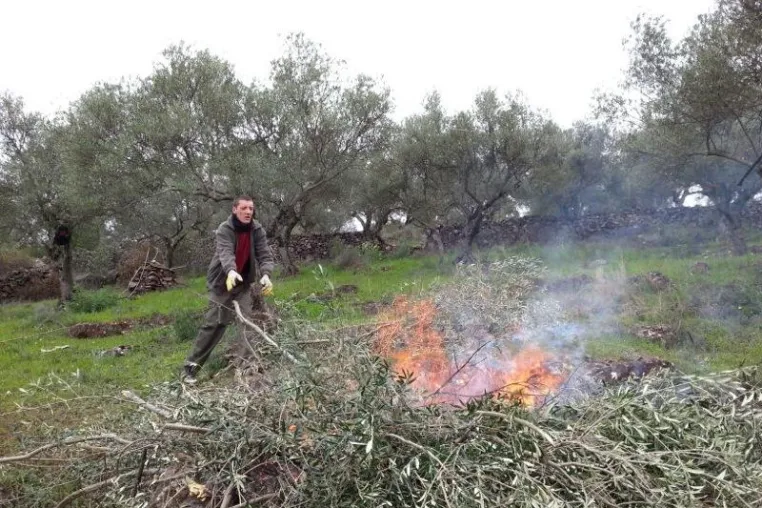 Bild: Die OLIVEDA Switzerland AG investiert in weitere 340 Hektar Bergolivenbäume
