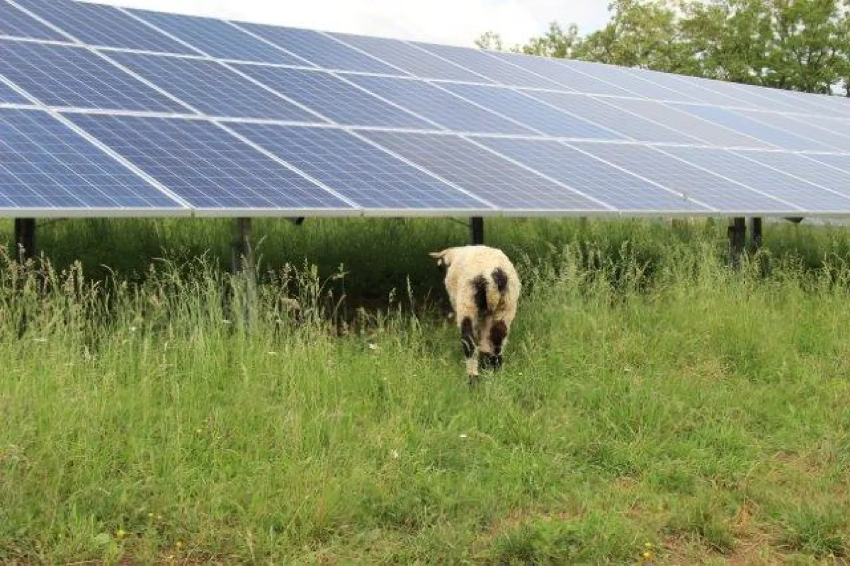 Schafe halten das Gras kurz auf den Solarparkflächen wie hier in Greifenstein (Mittelhessen).