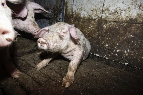 Bild: Kontrollen zeigen massive Tierschutzprobleme auf: Hunderte von Schweinemastbetrieben in NRW betroffen