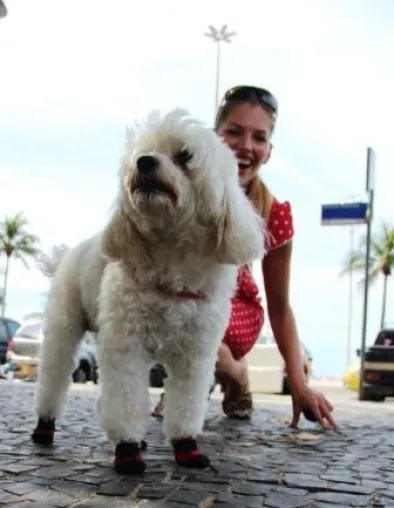 Bild: 72. Tier: “Copa, Copacabana, music and passion were always …