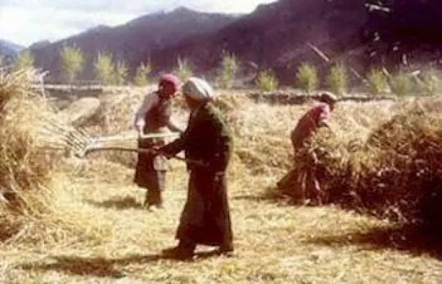 Bild: Festnahme und Mißhandlung von Bauern in Drango in der TAP Kardze in Osttibet