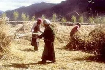 Bild: Festnahme und Mißhandlung von Bauern in Drango in der TAP Kardze in Osttibet
