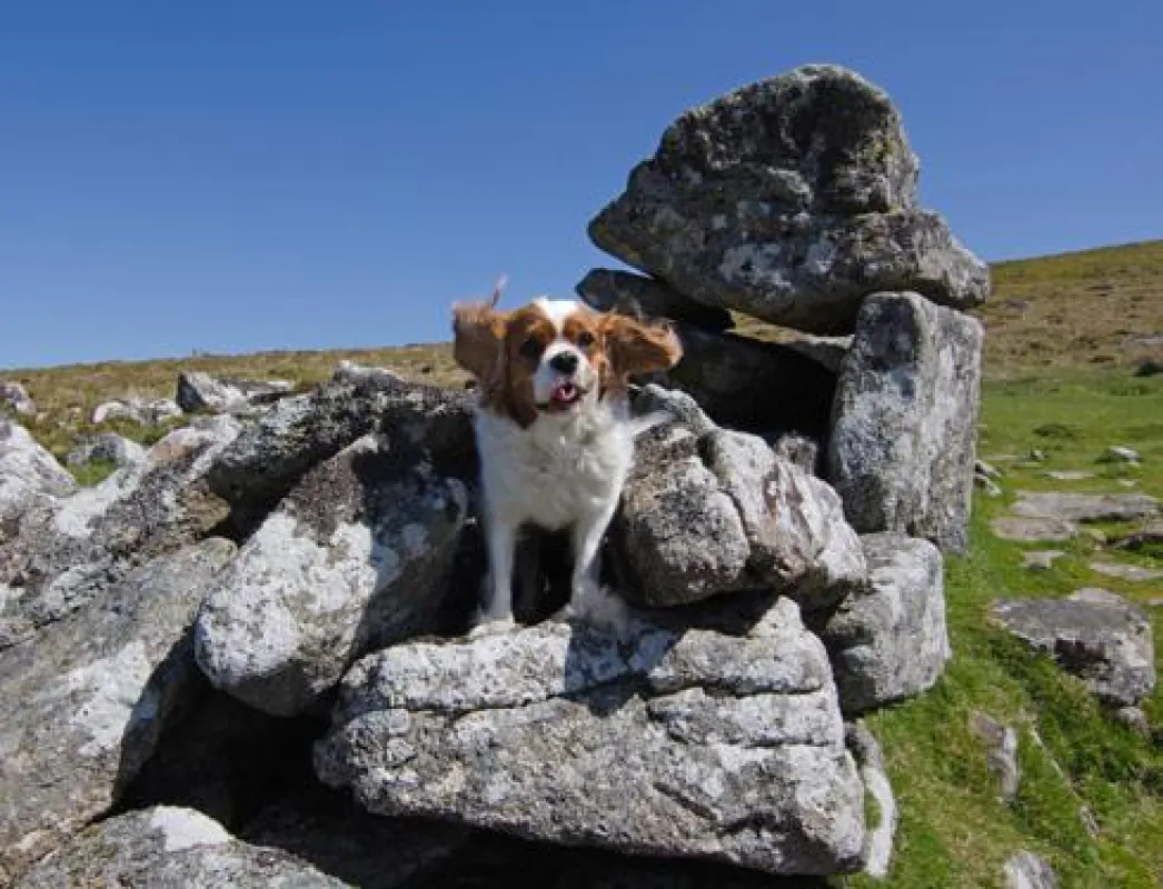 Bilder: bfs / travel4dogs / Unique Devon Tours Individuelle Autorundreise mit dem Hund durch Südengl