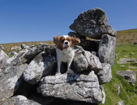 Bild: Hundefreundliche England-Reise