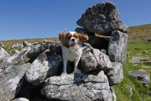 Hundefreundliche England-Reise Bild: Hundefreundliche England-Reise