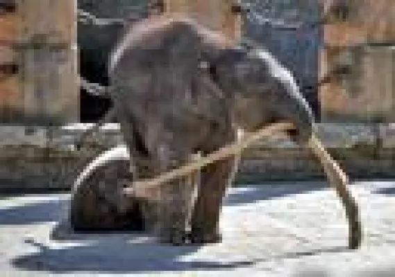 Bild: Kratzbürsten und Wundertüten im Erlebnis-Zoo Hannover