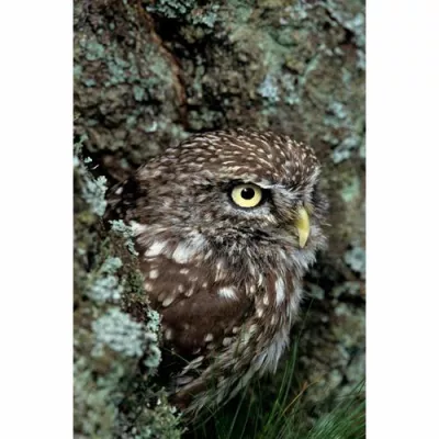 Bild: Wiesbadener Fotowettbewerb 2012 - Mein schönstes Tierfoto