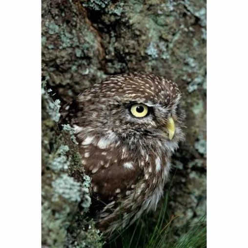 Bild: Wiesbadener Fotowettbewerb 2012 - Mein schönstes Tierfoto