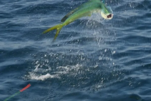 Bild: Hochseeangeln, Strand oder Naturparks – Erlebnisregion Pazifikküste in Guatemala