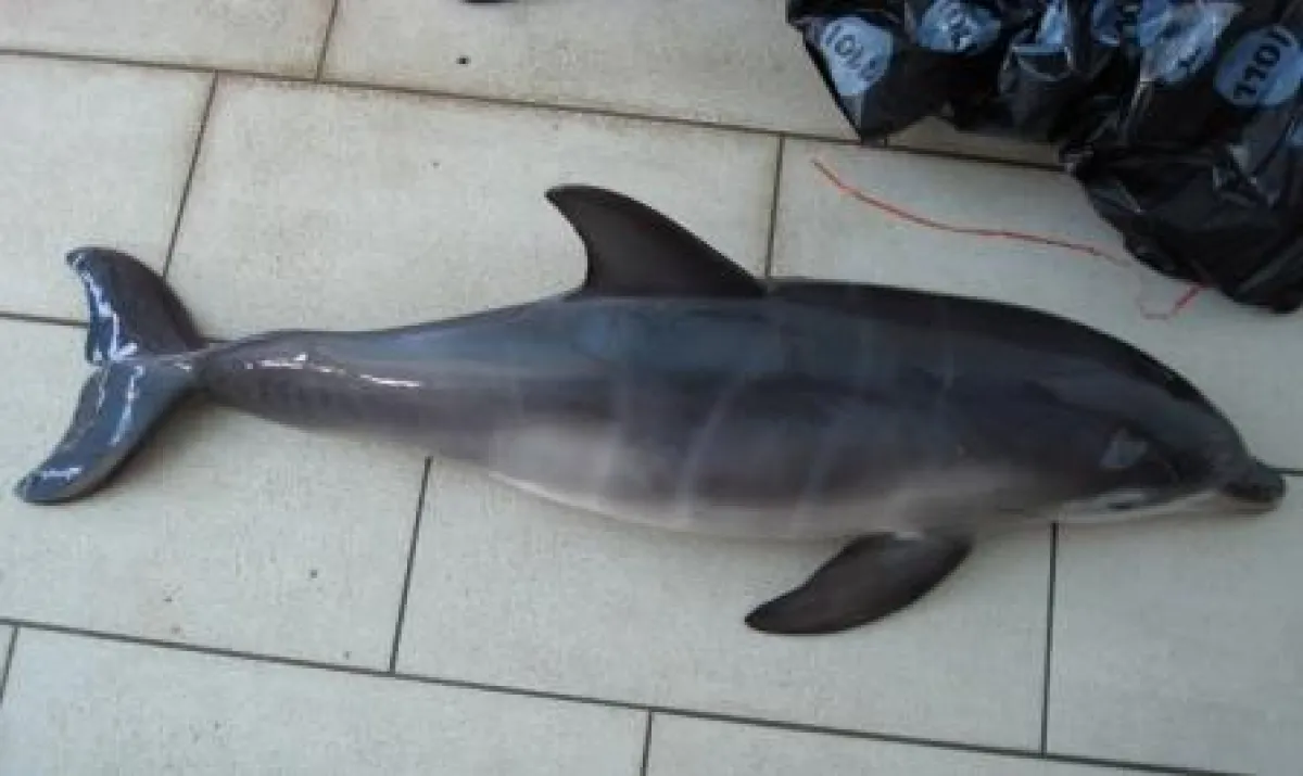 Totes Delfinbaby im ConnyLand-Freizeitpark