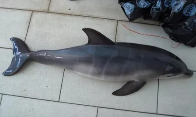 Bild: Geheimnisse im Delfinarium ConnyLand? Freizeitpark reagiert mit Gerichtsbeschluss