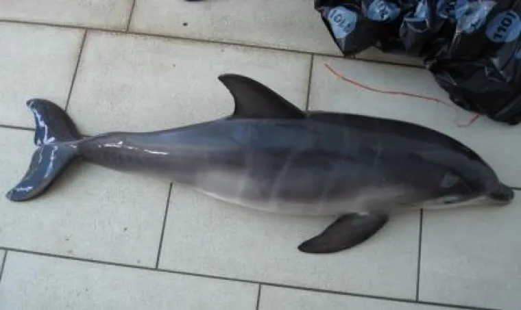 Bild: Geheimnisse im Delfinarium ConnyLand? Freizeitpark reagiert mit Gerichtsbeschluss