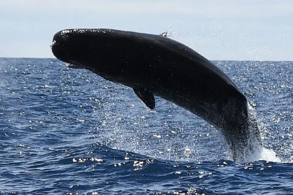 Bild: Master MINT Blauwalexpedition auf die Vulkaninsel Pico/Azoren für Erwachsene – Jetzt noch mitfahren!