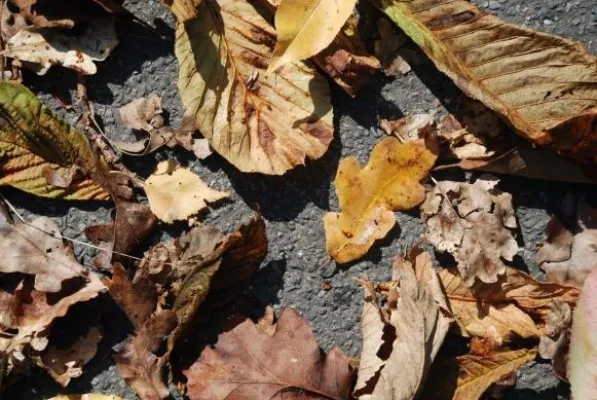 Bild: Herbstlaub - Fluch oder Segen?