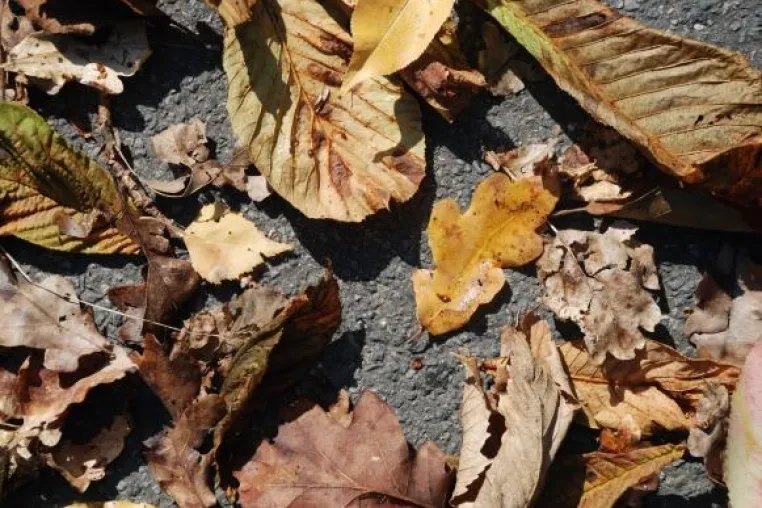 Bild: Herbstlaub - Fluch oder Segen?