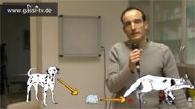 Bild: Der Fuchsbandwurm