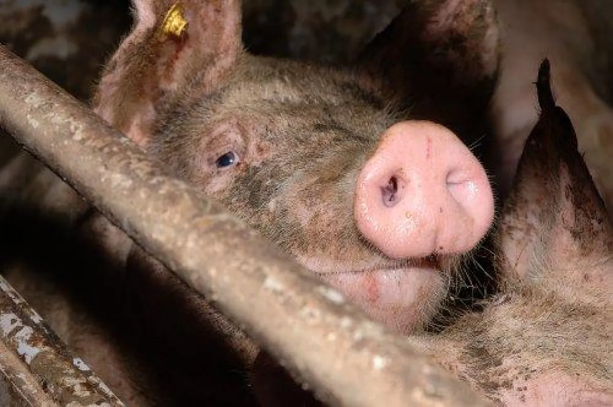 Tierleid in der Schweineproduktion © PETA