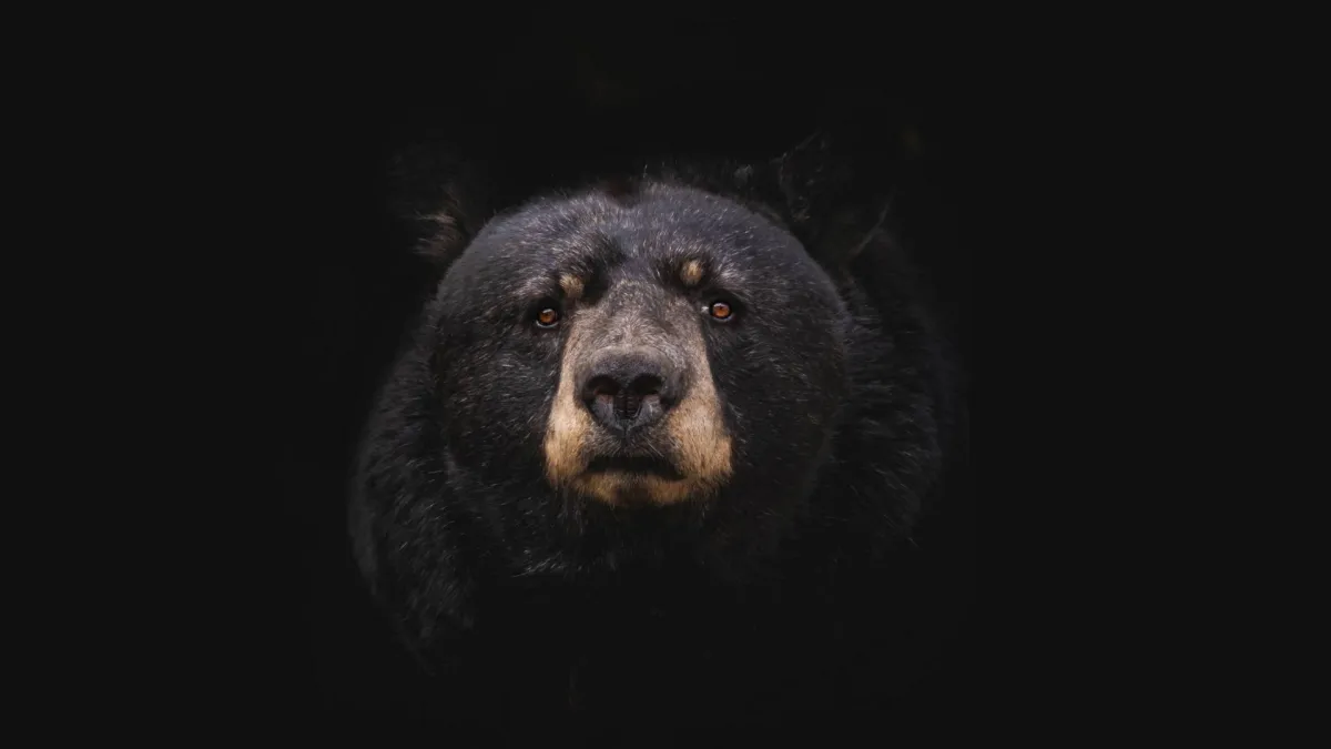 Unser Content Bär aka Contentbär macht sich auf den Weg!