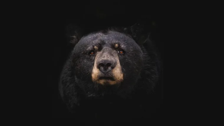 Bild: Contentbär – SEO Contest 2021 – Die Teilnehmer kämpfen um die besten Plätze!