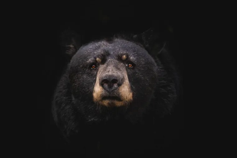 Contentbär – SEO Contest 2021 – Die Teilnehmer kämpfen um die besten Plätze! Bild: Contentbär – SEO Contest 2021 – Die Teilnehmer kämpfen um die besten Plätze!