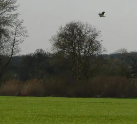 Bild: Die Kiebitzwiese in Langenselbold ist gesichert