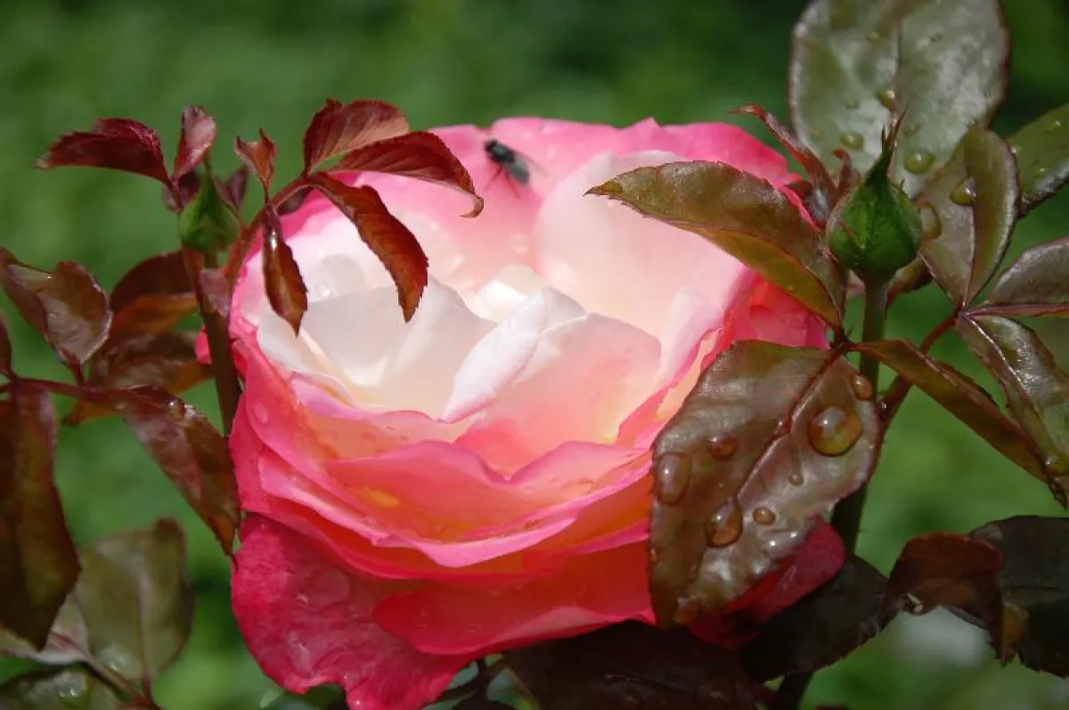 weinende Rose