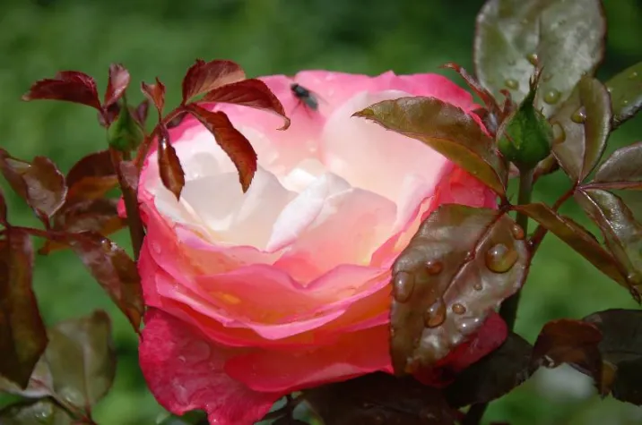 Bild: Gewalt in der Geburtshilfe, das alltägliche Verbrechen