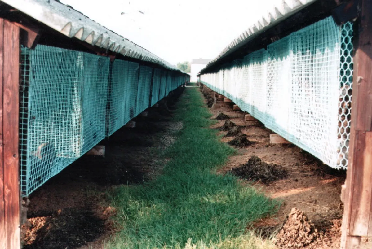 Käfigreihen der Nerzfarm-Orsbach