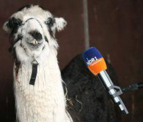 Bild: Lama und Alpaka Show in der Lüneburger Heide