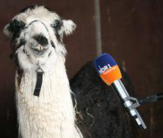 Bild: Lama und Alpaka Show in der Lüneburger Heide