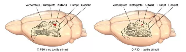 Bild: Pubertät keine reine Hormonsache