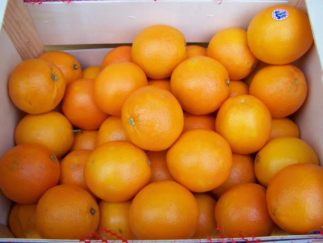 Orangen-Aktion 2011