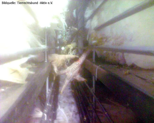 Bild: Tierrechtsbund –Aktiv e. V. stellt Strafanzeige gegen Putentransporteur der Firma Heidemark