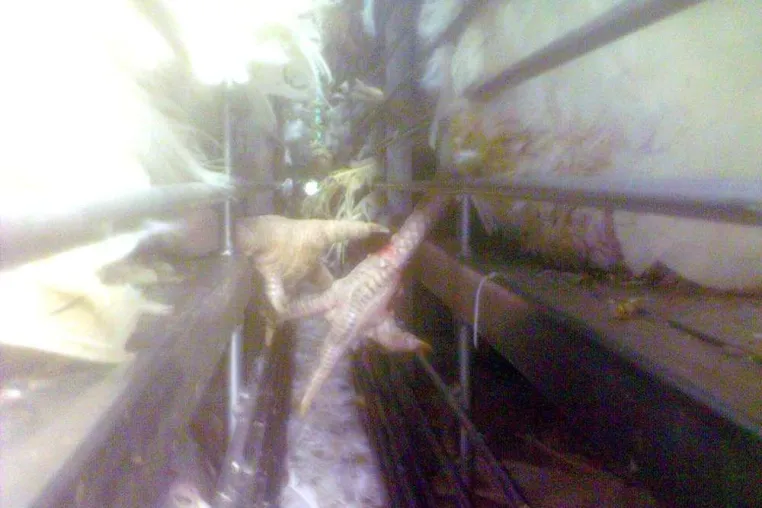 Bild: Tierrechtsbund –Aktiv e. V. stellt Strafanzeige gegen Putentransporteur der Firma Heidemark