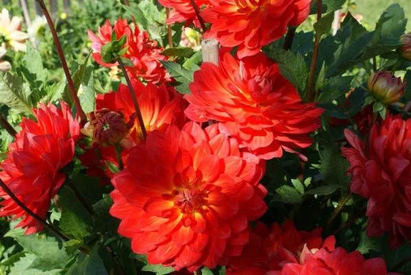 Bild: Dahlienpflanztipp des Monats