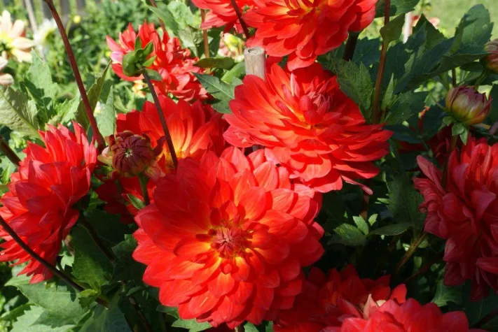 Bild: Dahlienpflanztipp des Monats