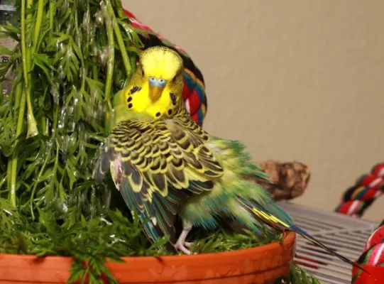 Bild: Australische Temperaturen: Wellensittiche und Sommerhitze