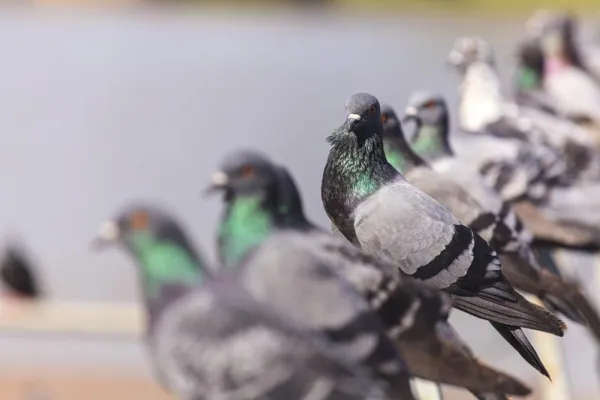 Bild: Neues Forschungsprojekt zu Mensch-Tier-Beziehungen im Ruhrgebiet