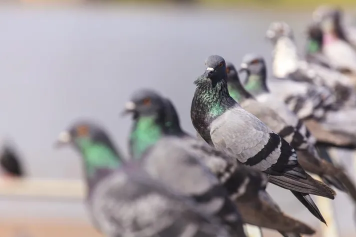 Bild: Neues Forschungsprojekt zu Mensch-Tier-Beziehungen im Ruhrgebiet