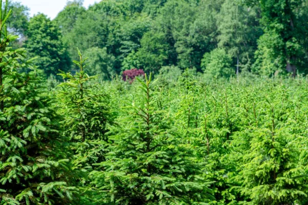 Weihnachtsbaum-Preise 2024 - Deutliche Anstiege für echte und künstliche Bäume Bild: Weihnachtsbaum-Preise 2024 - Deutliche Anstiege für echte und künstliche Bäume